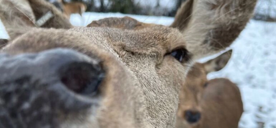 Close-up of a curious deer sniffing the camera, with other deer and snow-covered ground in the background.