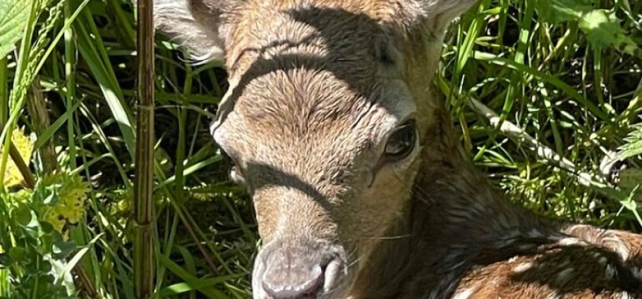 A close-up of a young deer hiding in the grass, partially shaded by foliage.