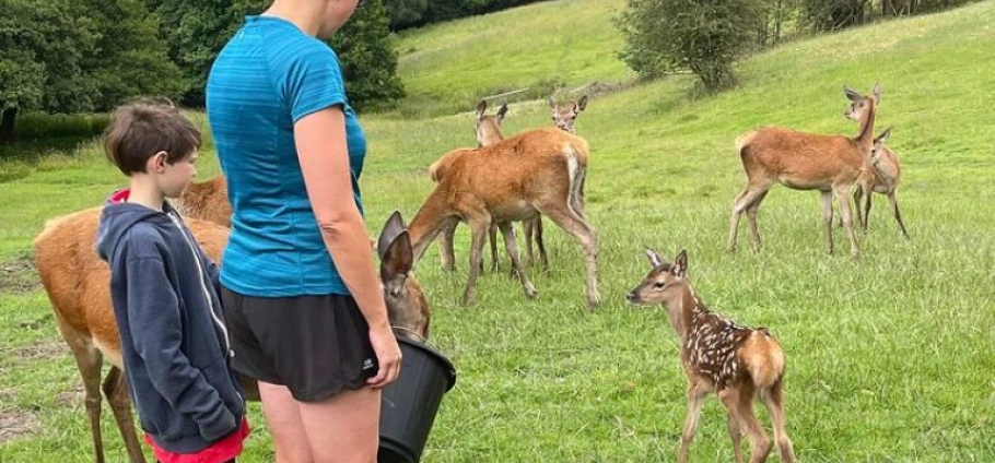 Staffordshire Deer Park Photography Tour | A woman and a child stand in a grassy field, surrounded by deer and a spotted fawn. The woman holds a black bucket from which one of the deer is drinking.