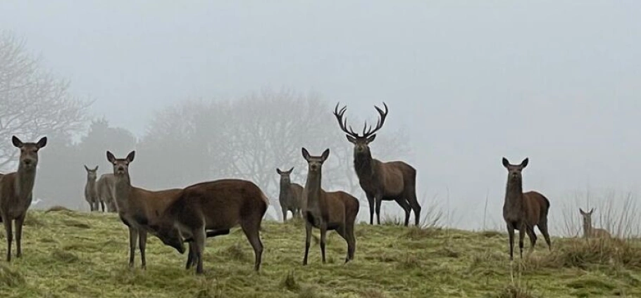 A group of deer standing in a foggy field with trees in the background.