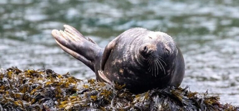 Torquay Guided Sea Kayaking Tour | Seal lying on a bed of seaweed by the water.