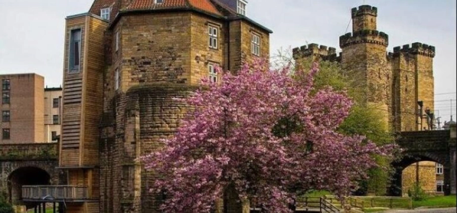 Newcastle Castle | Historic stone building with blooming cherry blossom tree in the foreground and castle-style towers in the background.