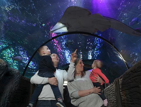 A family with two young children observes a stingray swimming overhead in an aquarium tunnel.