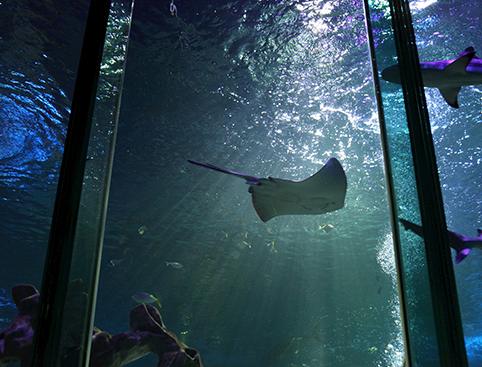 Underwater view of a stingray and a shark swimming in an aquarium tank.