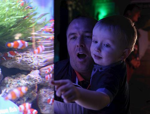 A man and a young boy looking excitedly at a fish tank with clown fish.