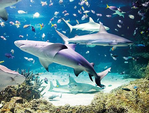 Sharks and various colourful fish swimming in a coral reef.