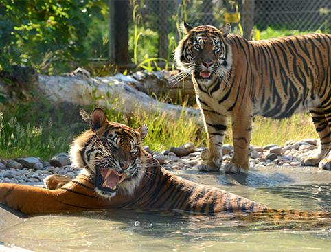 Two tigers at the edge of a pond, with one lying in the water and the other standing nearby.