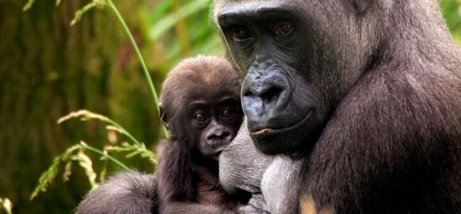 London Zoo Full Day Experience | Mother gorilla holding baby gorilla in a forest setting