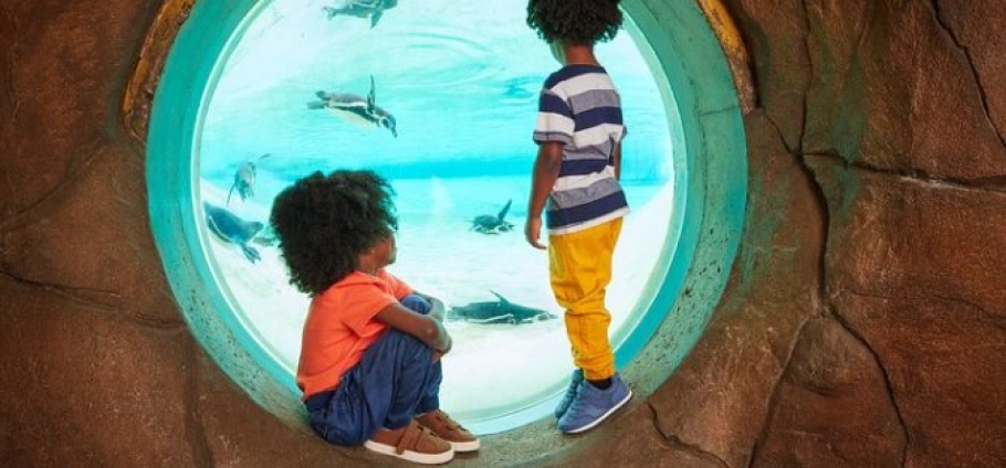 London Zoo Full Day Experience | Two children observing penguins through an aquarium window.