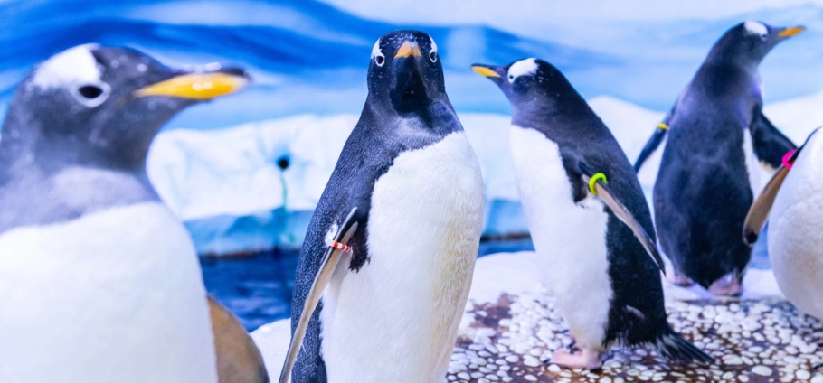 SEA LIFE London Gentoo penguins standing on ice in an aquarium exhibit