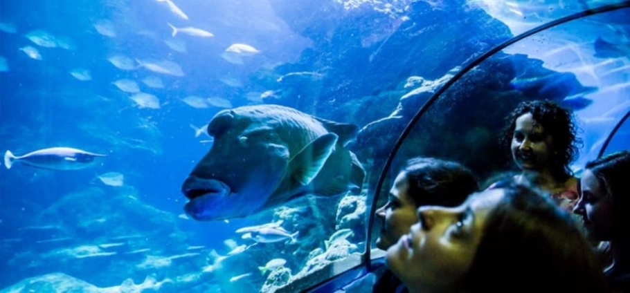 Visitors to SEA LIFE London observing marine life through an aquarium tunnel with a large fish swimming nearby.