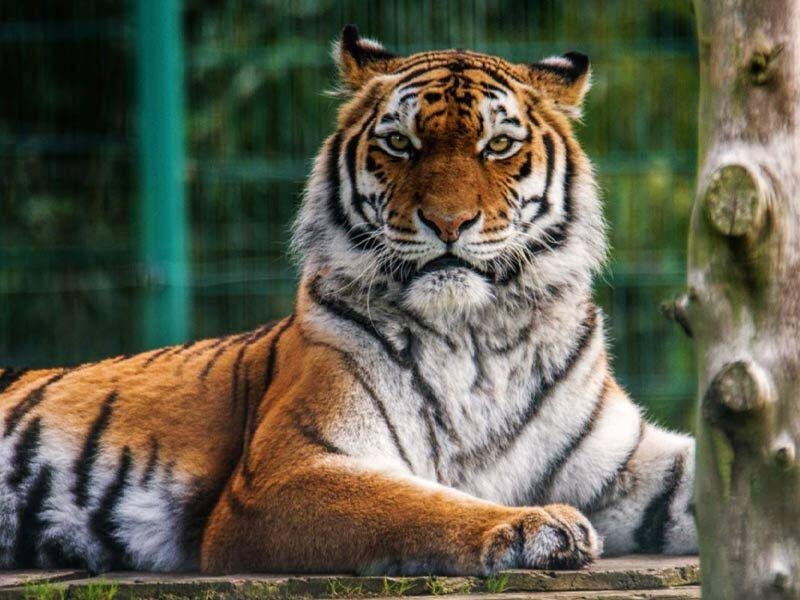 A tiger resting on a wooden platform with a tree trunk and green fencing in the background