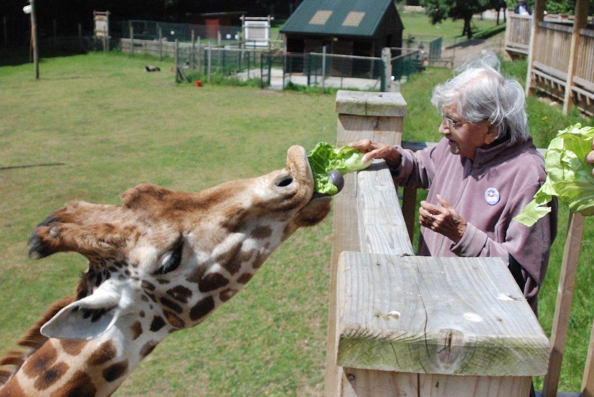 An elderly person feeding a giraffe a piece of lettuce over a wooden fence at what appears to be a zoo or animal park with a grassy field and animal enclosure in the background.