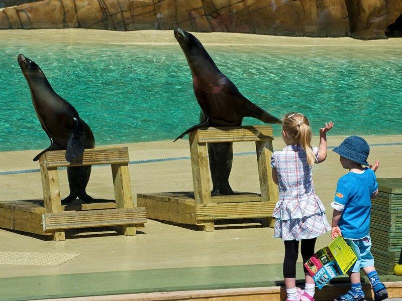 The Ultimate Guide to Visiting Blackpool Zoo: Two sea lions balancing on wooden platforms near a pool as two children watch and wave at them from the poolside
