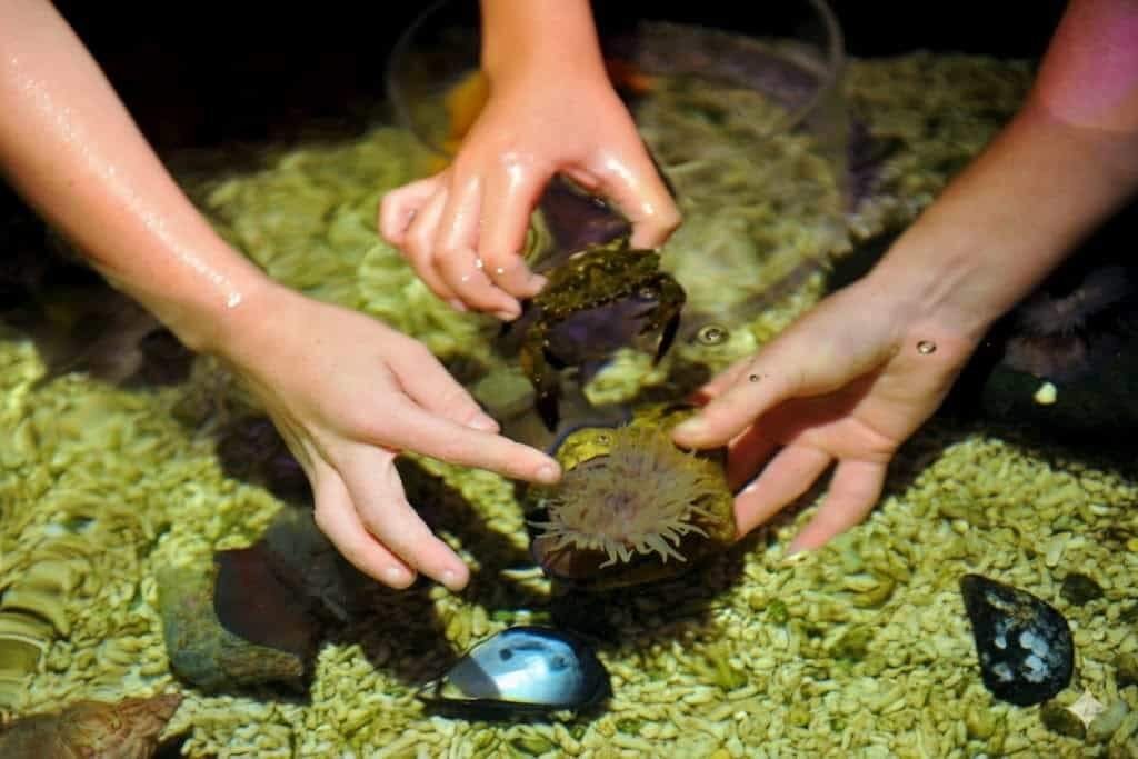 Three bare hands reaching into a shallow touch tank to handle shells and gently touch a green sea anemone attached to a rock among small pebbles