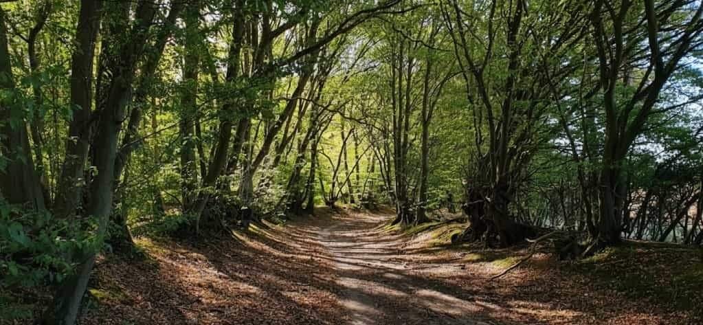 Sunlit dirt path curving through a narrow woodland tunnel of tall, arching trees with green foliage, dappled light and a leaf‑littered, root‑strewn floor.